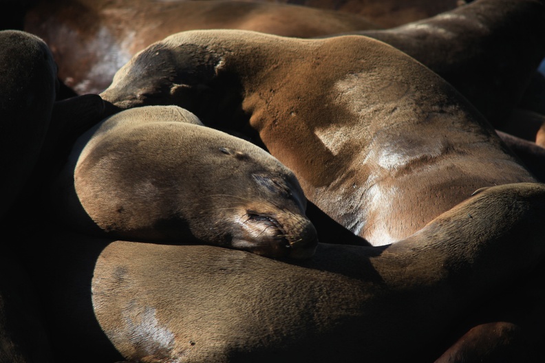 Pier 39 sea lions-3.jpg