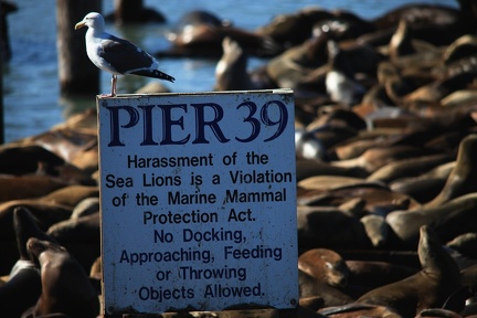 Pier 39 sea lions