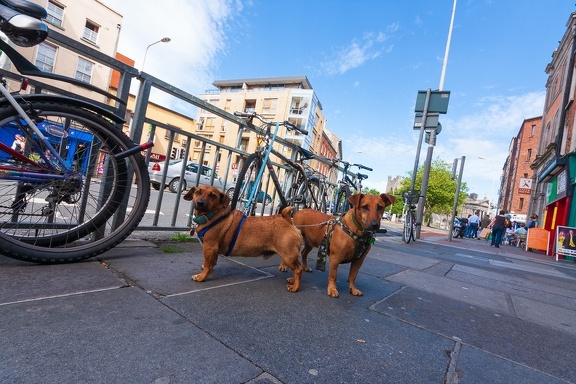 Street dogs