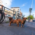 Street dogs