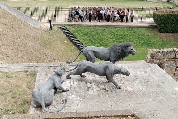 Tower Lions