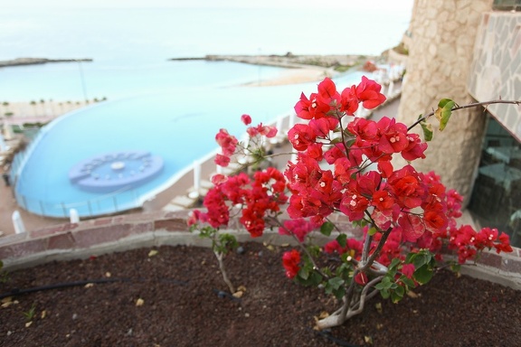 Red flowers
