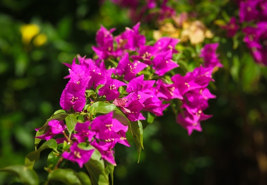 Purple flowers