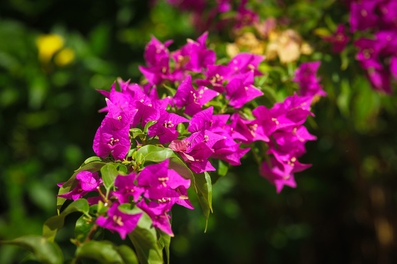 Purple flowers