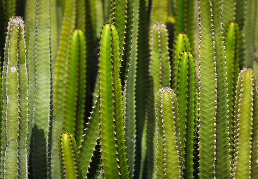 Green cactus