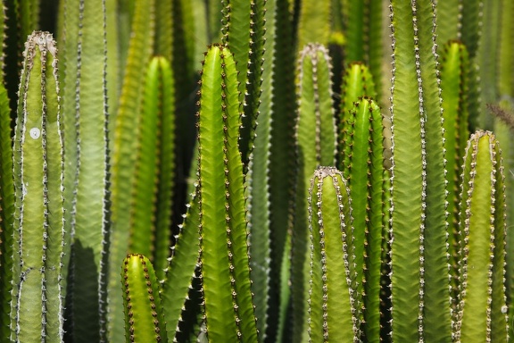 Green cactus
