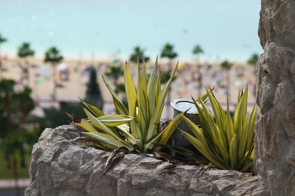 Plants