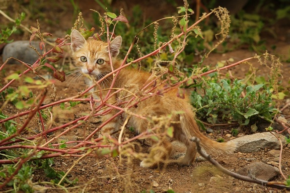 Cute kitten