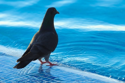 Poolside pigeon