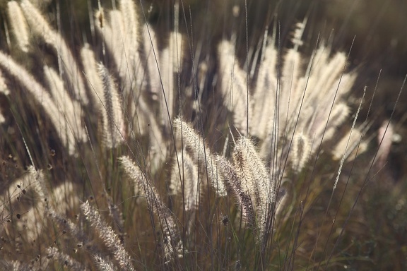 Grass
