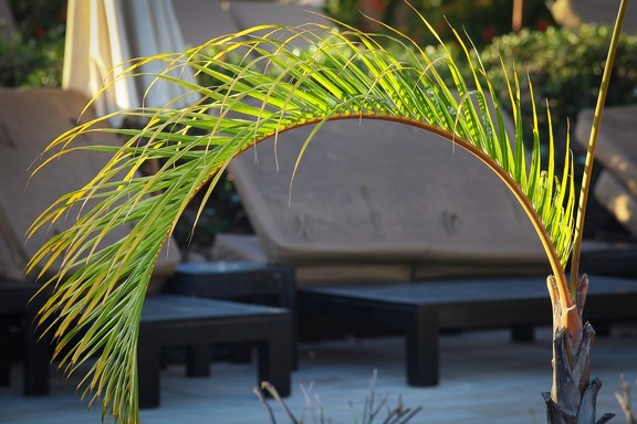 Palm leaves