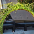 Palm leaves.jpg
