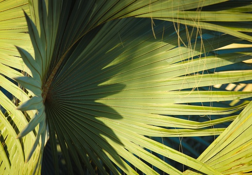 Palm leaves