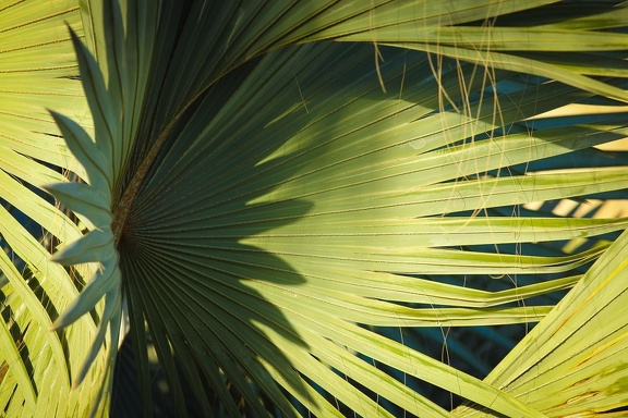 Palm leaves