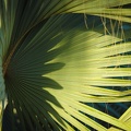 Palm leaves-2.jpg