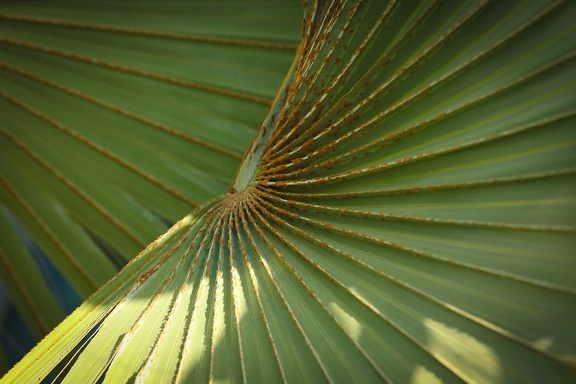 Lines