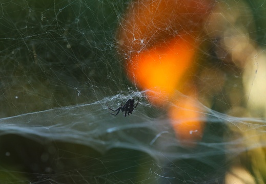 Spider and web
