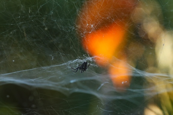 Spider and web