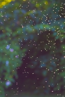 Insects in air