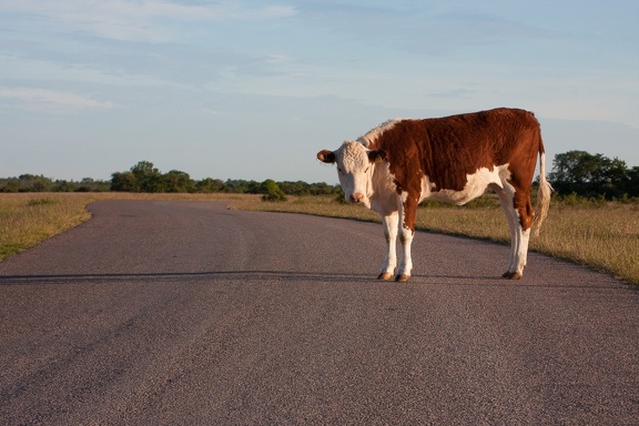Road patrol