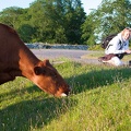 Cow photographer