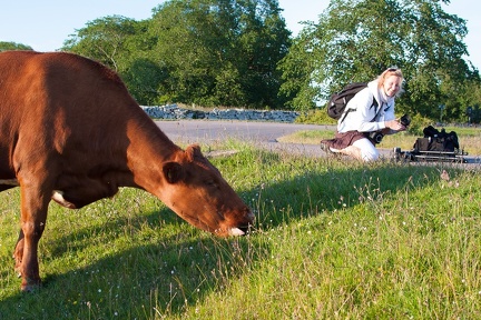 Cow photographer