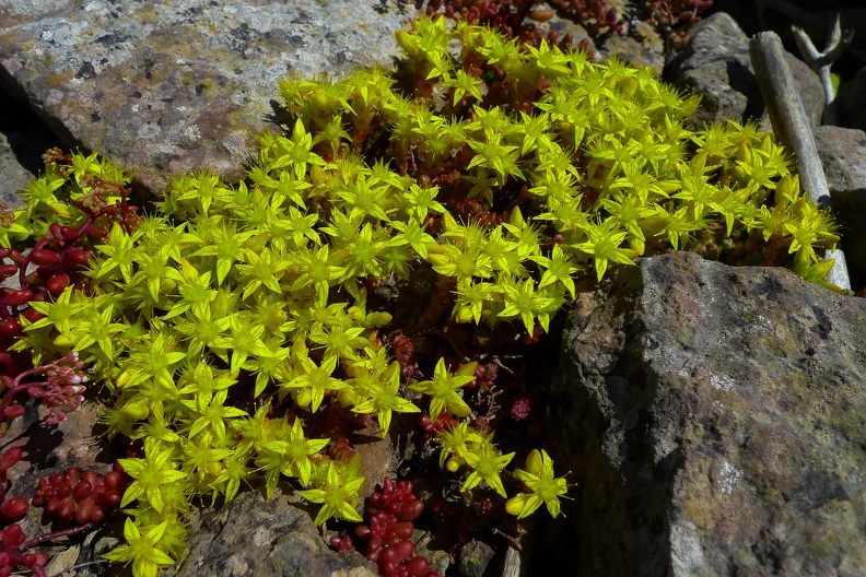 Yellow lichens.jpg