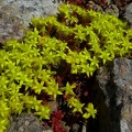 Yellow lichens