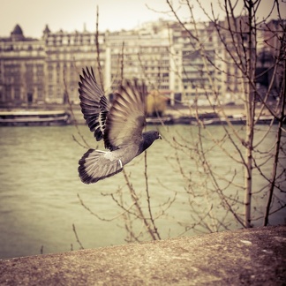Freedom flyer