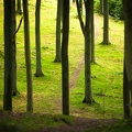 Naked trees.jpg