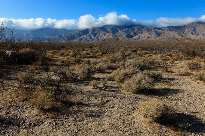Mojave desert-4.jpg