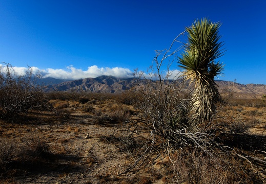 Mojave desert