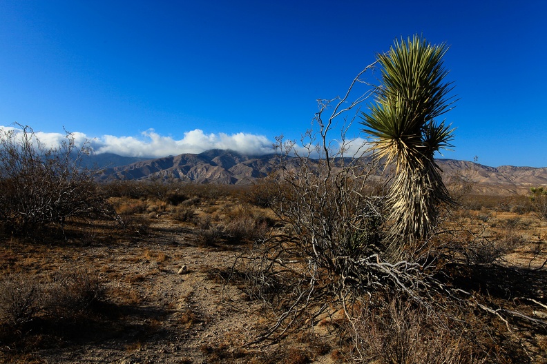 Mojave desert-5.jpg