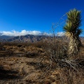 Mojave desert