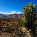 Mojave desert-6.jpg