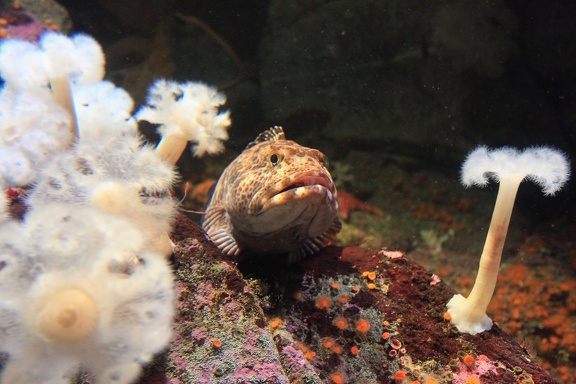 Monterey Bay Aquarium
