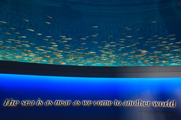 Monterey Bay Aquarium
