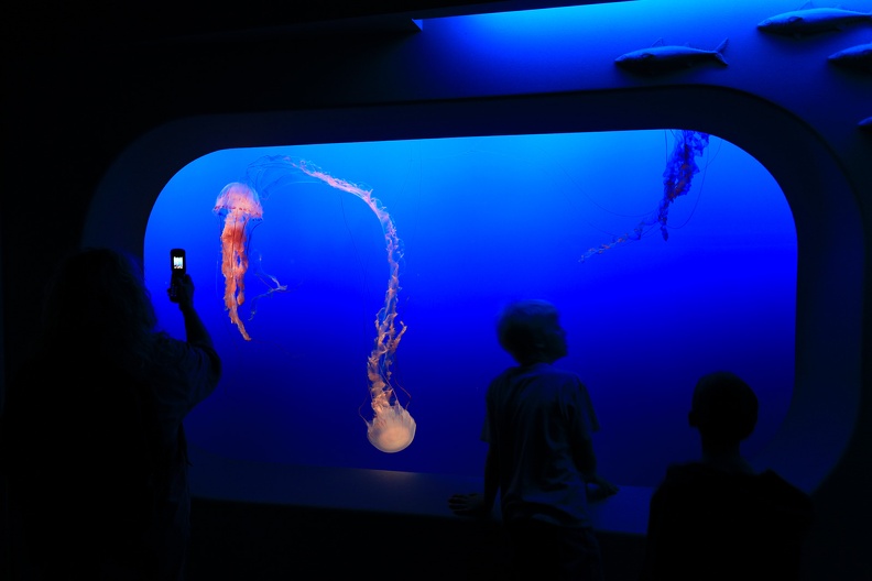 Monterey Bay Aquarium-12.jpg
