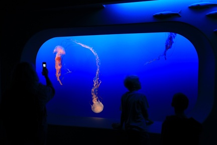 Monterey Bay Aquarium