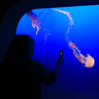 Monterey Bay Aquarium