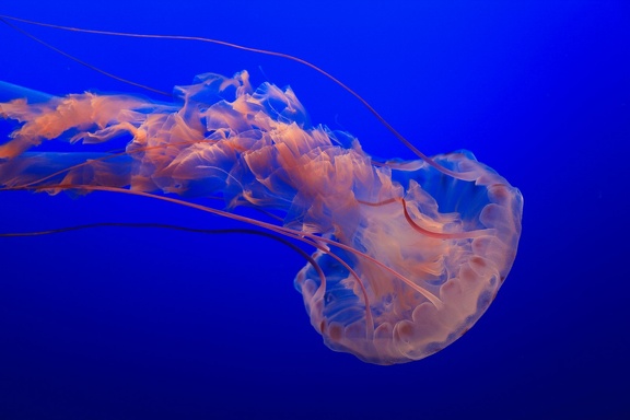 Monterey Bay Aquarium