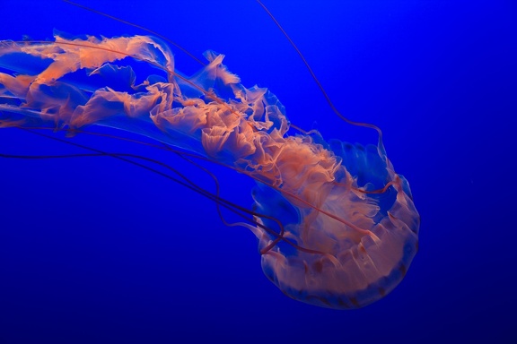 Monterey Bay Aquarium
