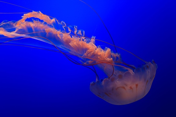 Monterey Bay Aquarium