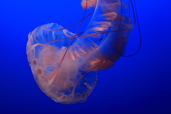 Monterey Bay Aquarium