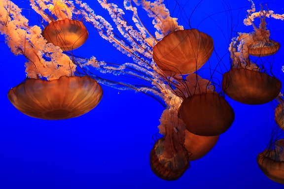Monterey Bay Aquarium