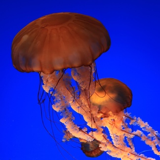 Monterey Bay Aquarium