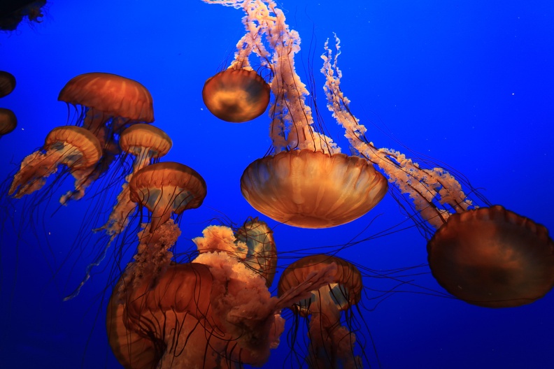 Monterey Bay Aquarium-20.jpg