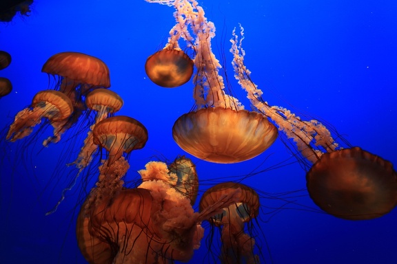 Monterey Bay Aquarium