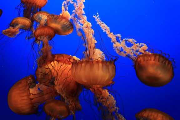 Monterey Bay Aquarium