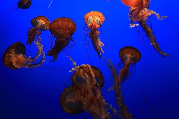 Monterey Bay Aquarium